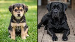 ¿Qué es más inteligente: un perro mestizo o un perro de raza pura?